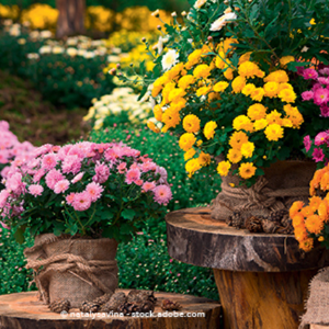 Bild von Blumenfachgeschäft König B.